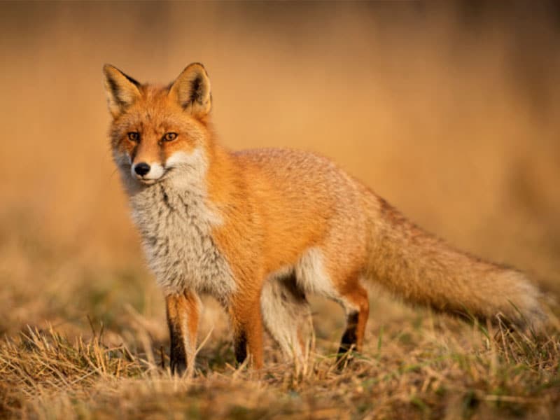 Animal zorro rojo