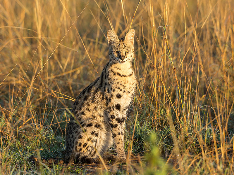 Serval